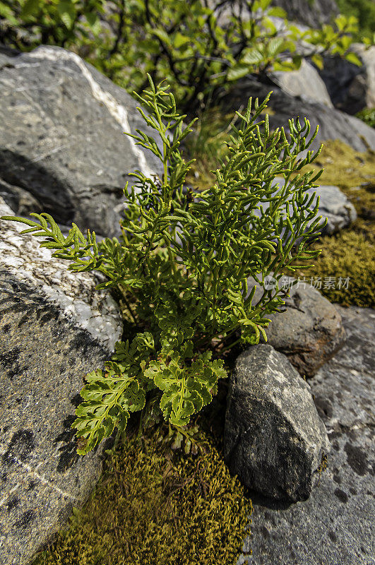 欧芹蕨类，Cryptogramma crispa, Chugach国家森林，威廉王子湾，阿拉斯加，水龙骨科，两种类型的叶肥沃(线形和较长)和营养(卵形到披针形柄)。Pteridaceae。